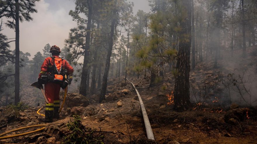 Pinar en los altos de Arico afectado por el incendio