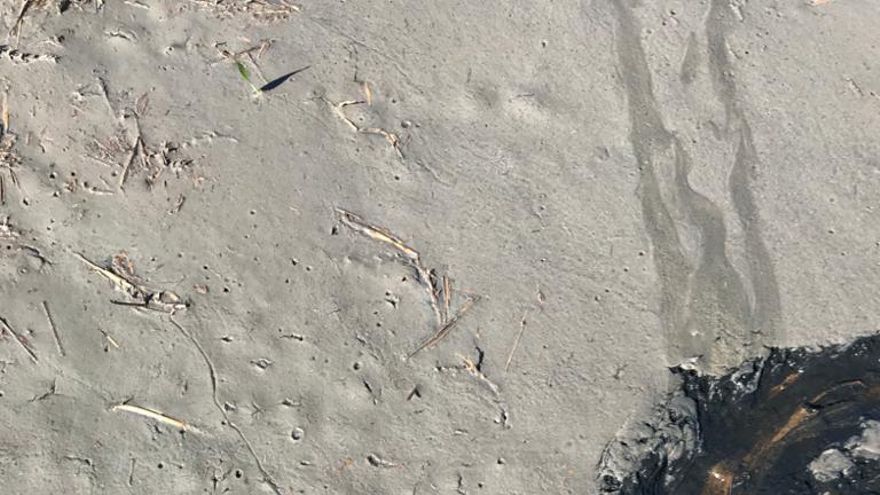 Denuncian “la falta de rigor administrativo” en la ampliación de una explotación porcina en Balsa de Ves (Albacete)