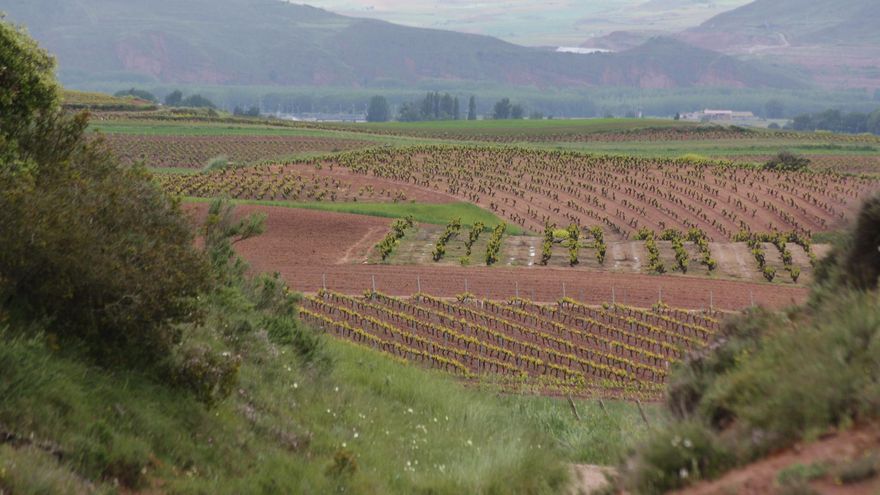 Vides y más vides. Los alrededores de Nájera están cubiertos de grandes extensiones de viñedo.