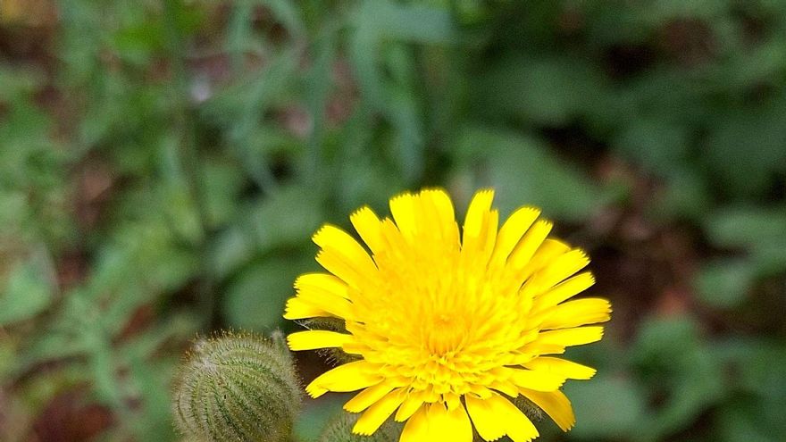 Investigadores del CSIC revelan desde Canarias que las plantas invasoras se adaptan "con facilidad" a nuevos climas