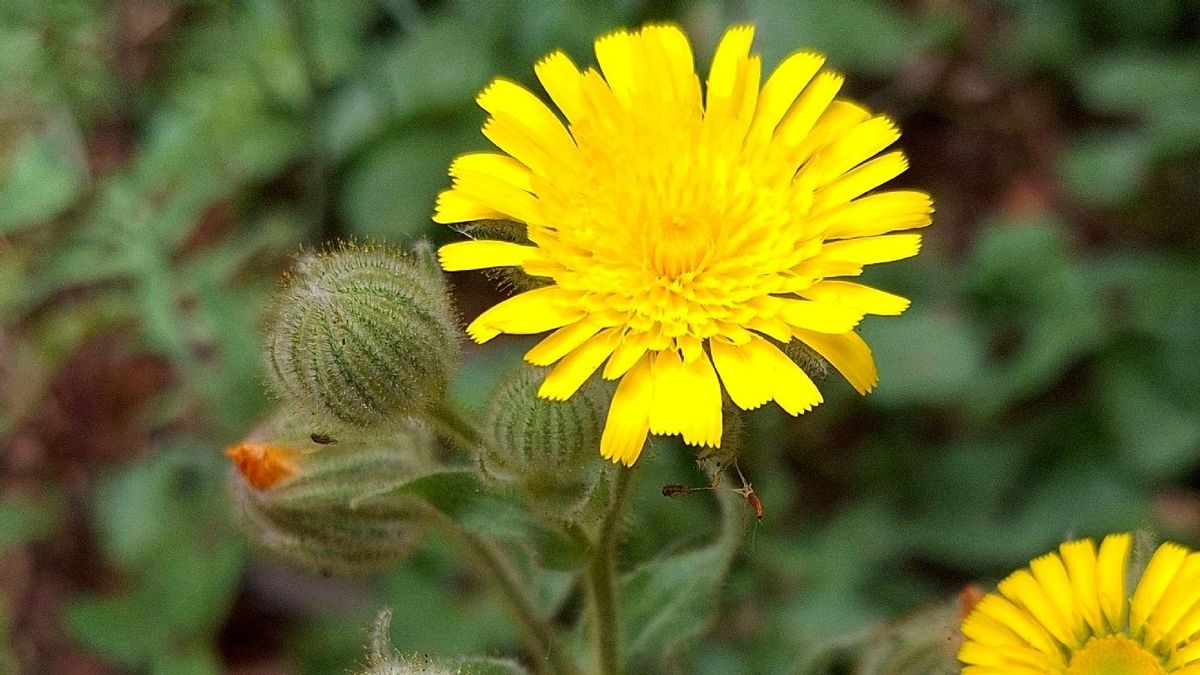 Investigadores del CSIC revelan desde Canarias que las plantas invasoras se adaptan "con facilidad" a nuevos climas