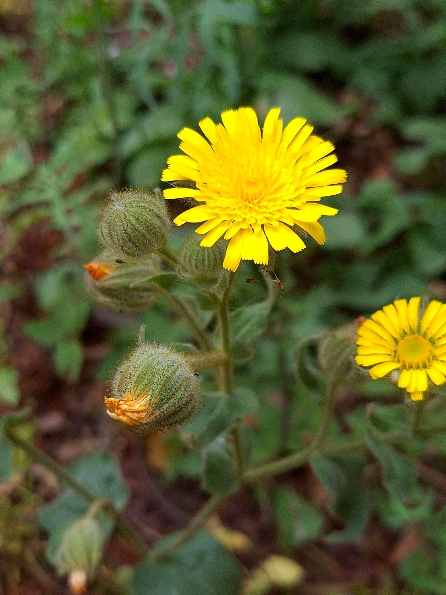 Especie 'Andryala laxiflora'.