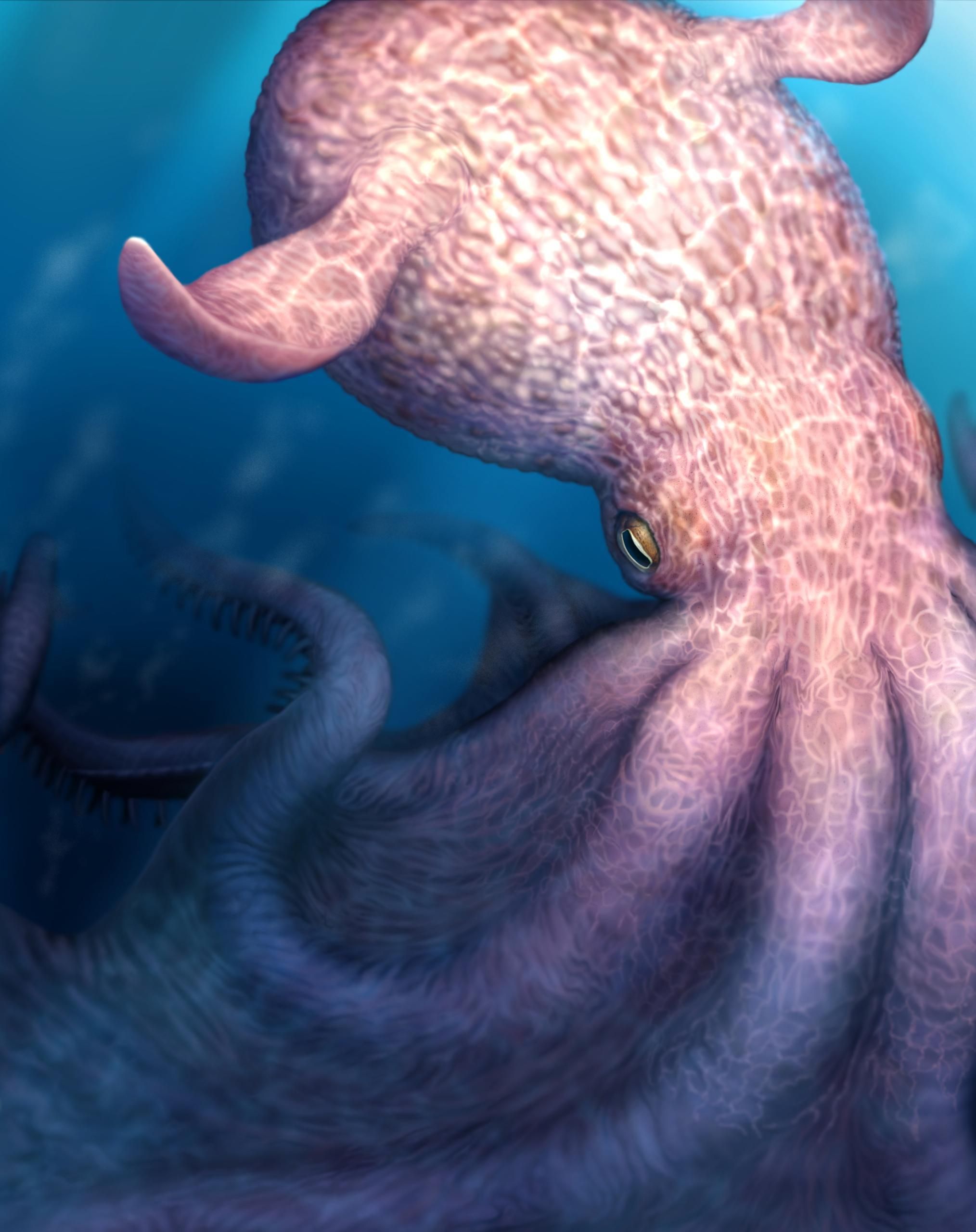 Boceto del pulpo gigante. (Imagen: Yohei Utsuki, Departamento de Ciencias de la Tierra y Planetarias, Universidad de Hokkaido)