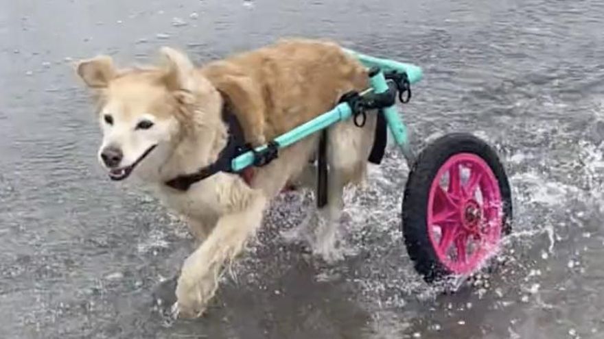 Es anciana y va en silla de ruedas, pero la perra Scooty sigue dando una importante lección de vida