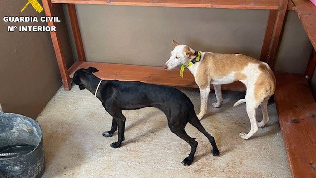Los dos perros, en una imagen compartida por la Guardia Civil.