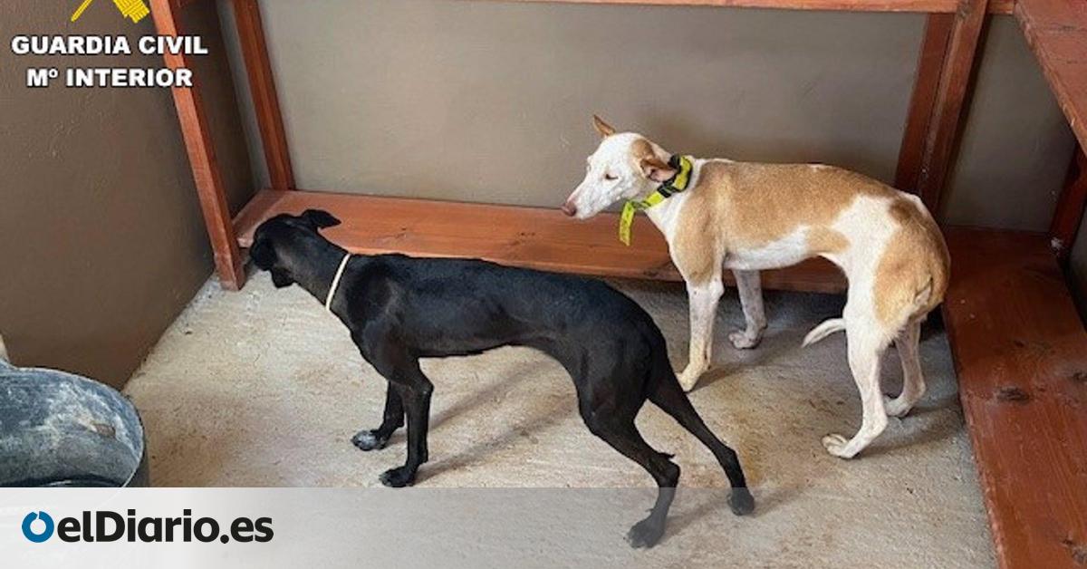 Owner of two hunting dogs reported for being found loose during hunting prohibition in Fuerteventura.