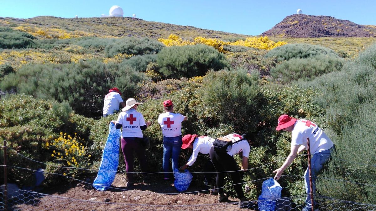 Una acción de medio ambiente de Cruz Roja en las cumbres de La Palma.