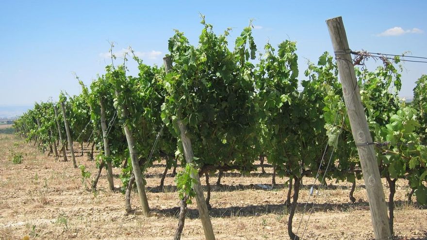 Viñedos en Rioja Álavesa.
