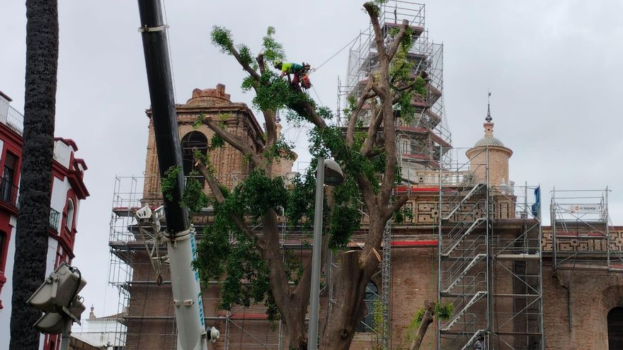 Trabajos de tala del ficus de la plaza de la Encarnación