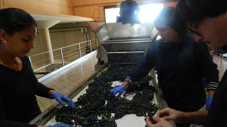Seleccionando uva.
