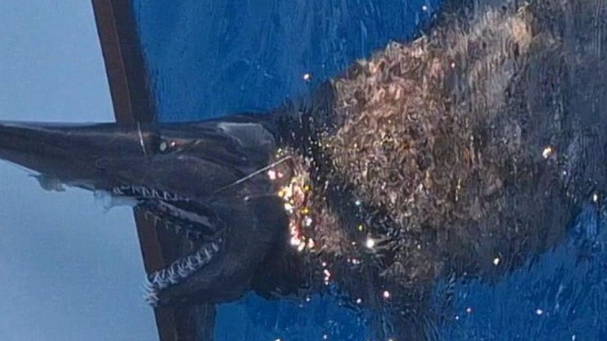 Una rara especie de tiburón deja ver su particular aspecto por primera vez en Canarias