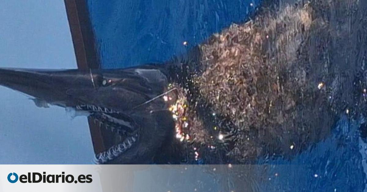 Investigadores de la ULL observan por primera vez un tiburón duende vivo en aguas canarias