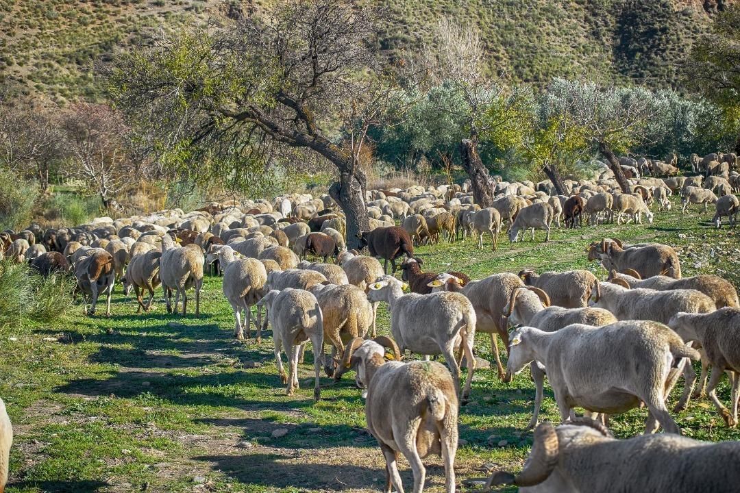 Pastoreo, trashumancia y vías pecuarias ganan ahora, después de siglos, un plus de protección.
