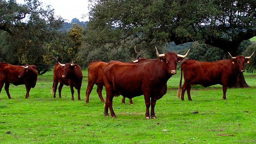 La Junta de Extremadura abona más de 28 millones de euros a más de 10.000 ganaderos en ayudas por la invasión de Ucrania