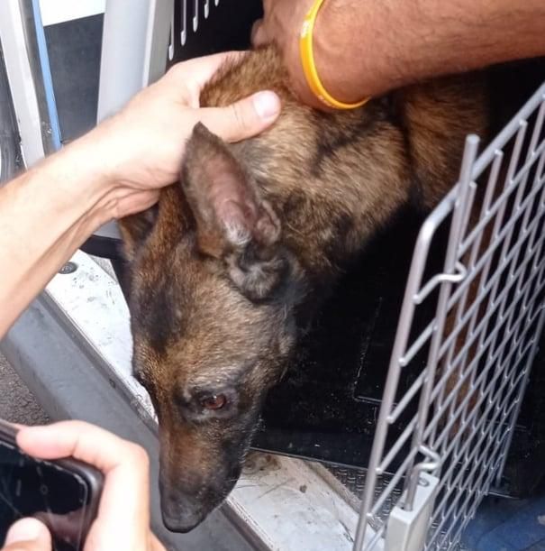 Un momento del rescate de la perrita.