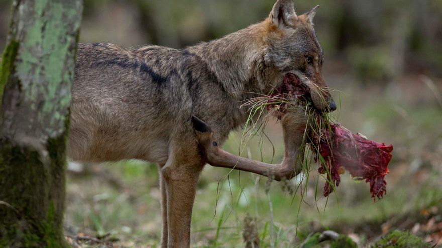 Imagen de un lobo alimentándose.