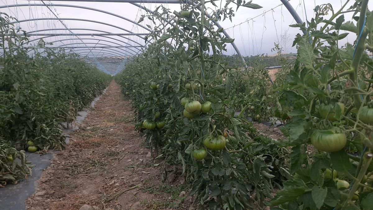 Huerta Tormantos controla desde la semilla hasta la comercialización