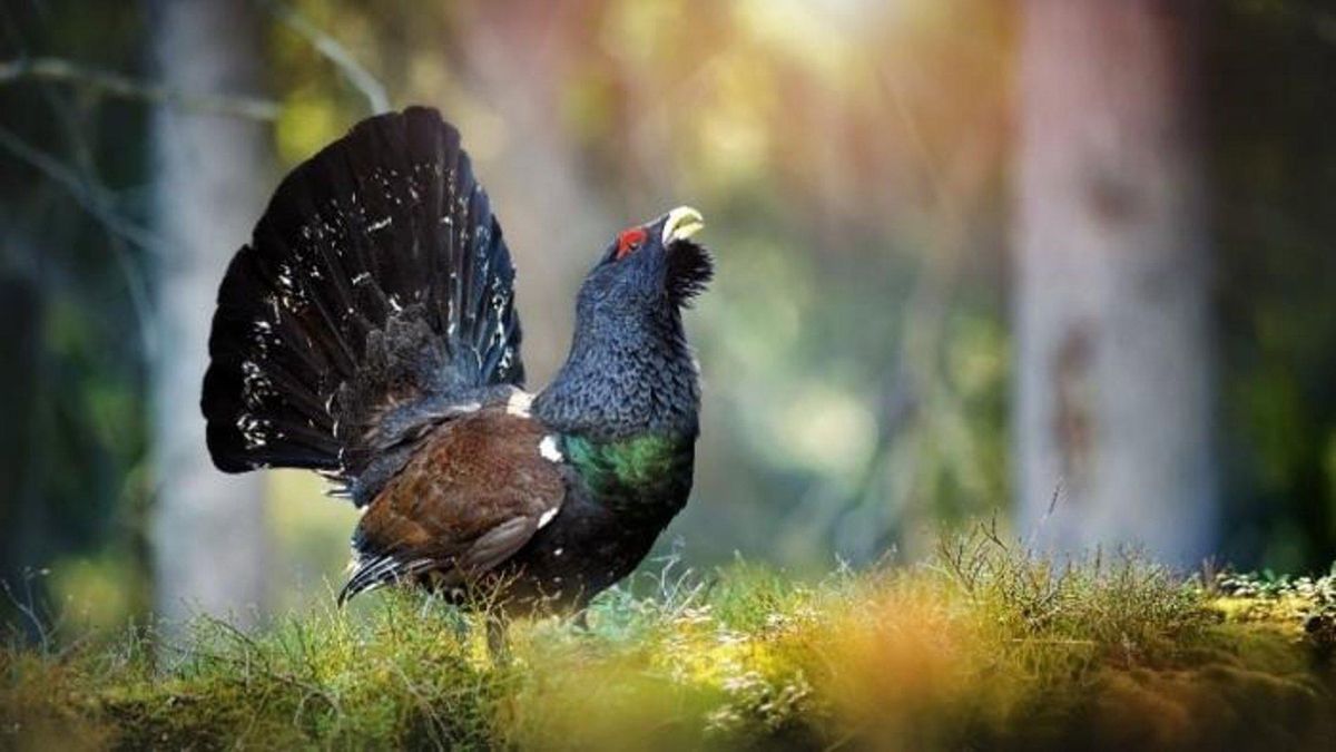 La población de urogallo en Aragón supera los 320 ejemplares: más de lo estimado, pero con rumbo aún negativo