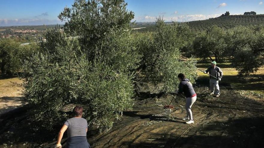 Planas dice que presionará para ir a la OMC si hay arancel a la aceituna de mesa
