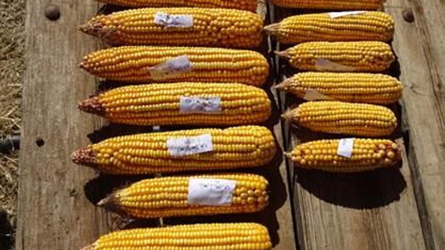 Efecto de Biochar en las mazorcas de maíz (izquierda, con Biochar; derecha, sin Biochar)