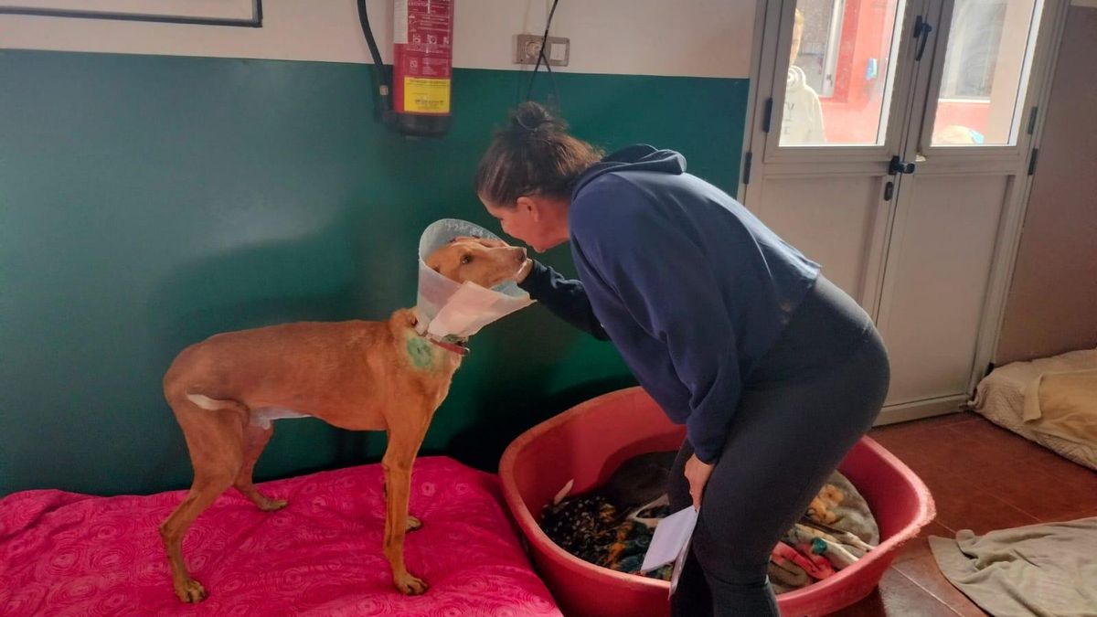 Yaharia Thovar, con uno de los perros del refugio de Ravelo, en Tenerife.