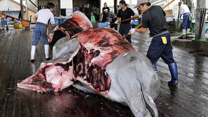 Japón quiere reanudar la caza comercial de ballenas tras 30 años de moratoria