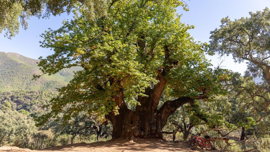 Unas bicicletas, junto al árbol centenario