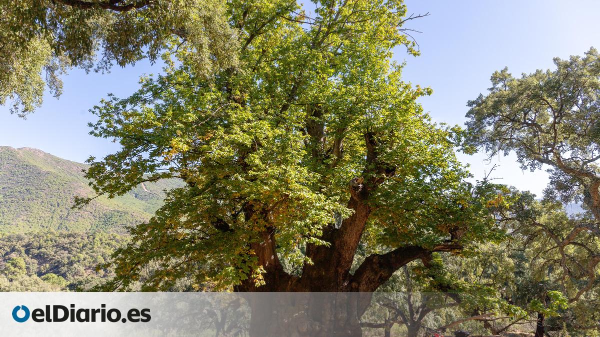 En ruta por el Castaño Santo, un árbol (casi) milenario testigo de ...