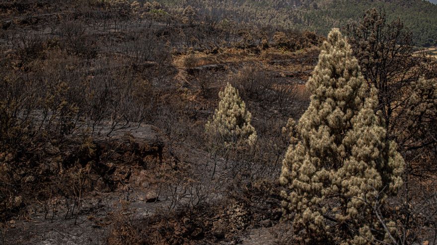Fincas afectadas por el incendio de Tenerife en el municipio de Los Realejos este miércoles