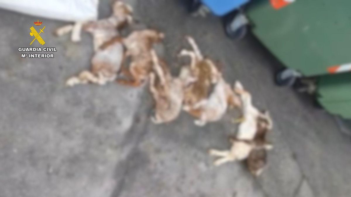 Las siete cabras recién nacidas encontradas por la Guardia Civil en un contenedor