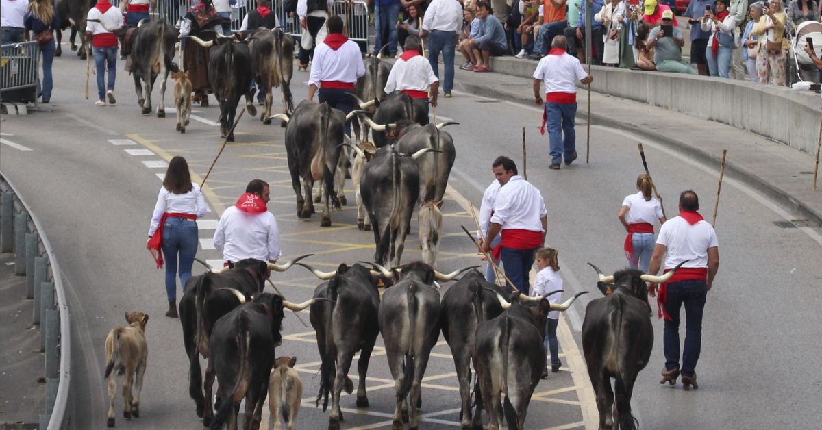 OPINIÓN | La cultura rural, el espectáculo, la desconexión