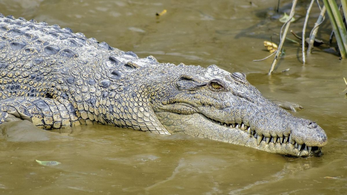 Los restos históricos cambiaron la clasificación de la especie