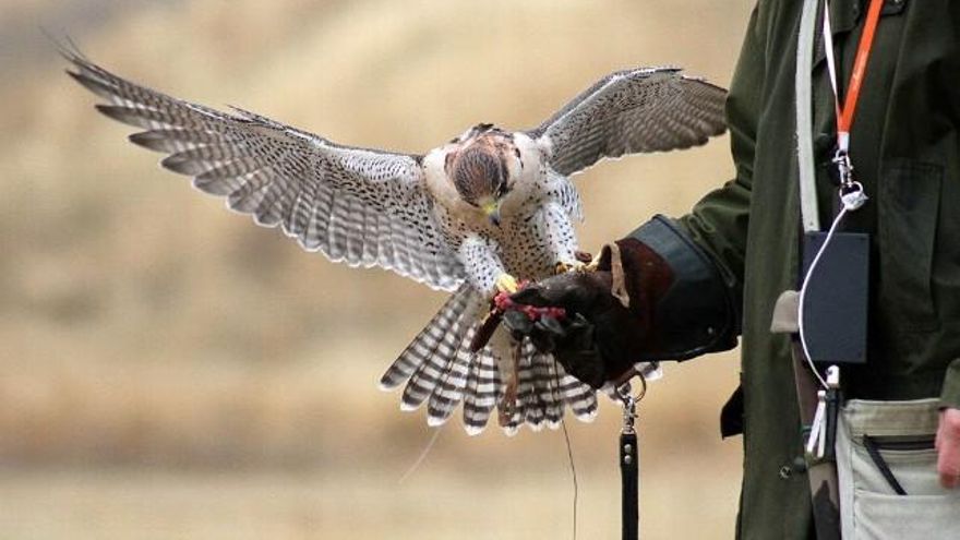 Peio García / ICAL La Virgen del Camino acoge la XXIV edición de las Jornadas Internacionales de Cetrería del Norte de España