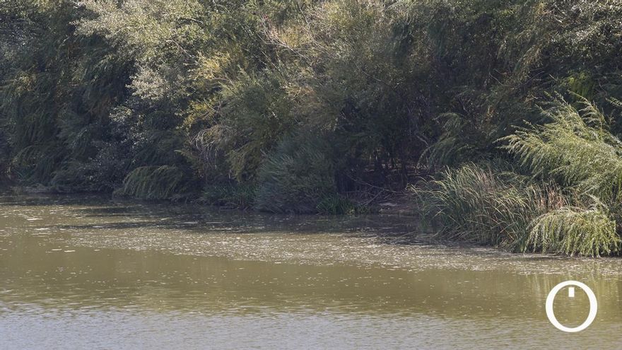 La sequía del Guadalquivir plaga el río de algas en las aguas a su paso por Córdoba