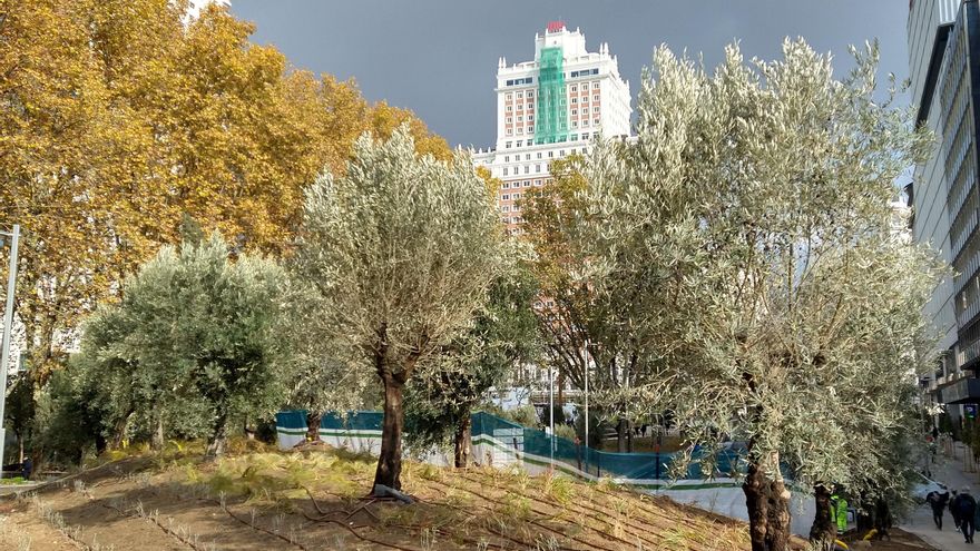Olivos en la nueva Plaza España