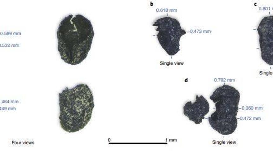 Semillas carbonizadas