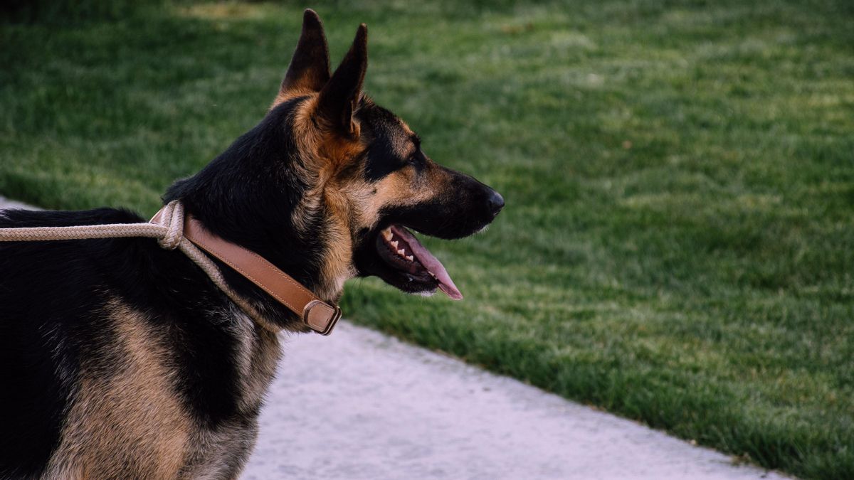Un perro con un collar, en una foto de recurso
