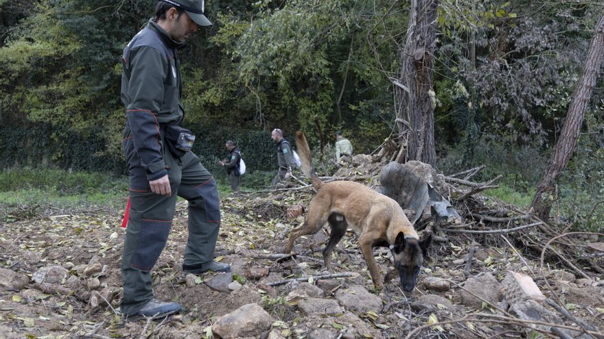 La peste porcina no ha salido de la zona del brote, con trece jabalíes infectados