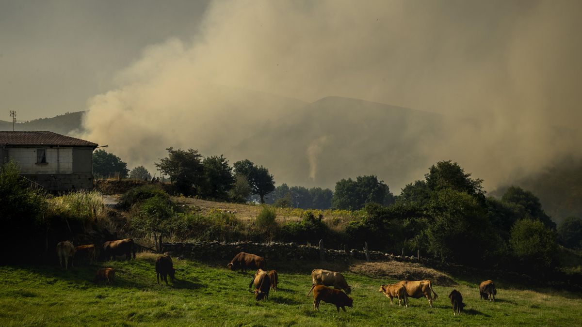 Unas vacas pastan en un prado cerca del incendio de Maceda.