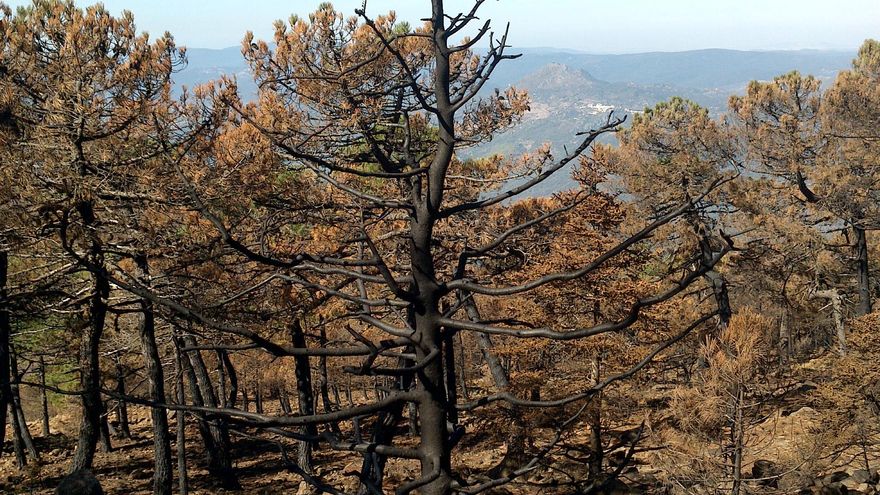 Ejemplar de pinsapo en Los Reales | Plataforma Sierra Bermeja