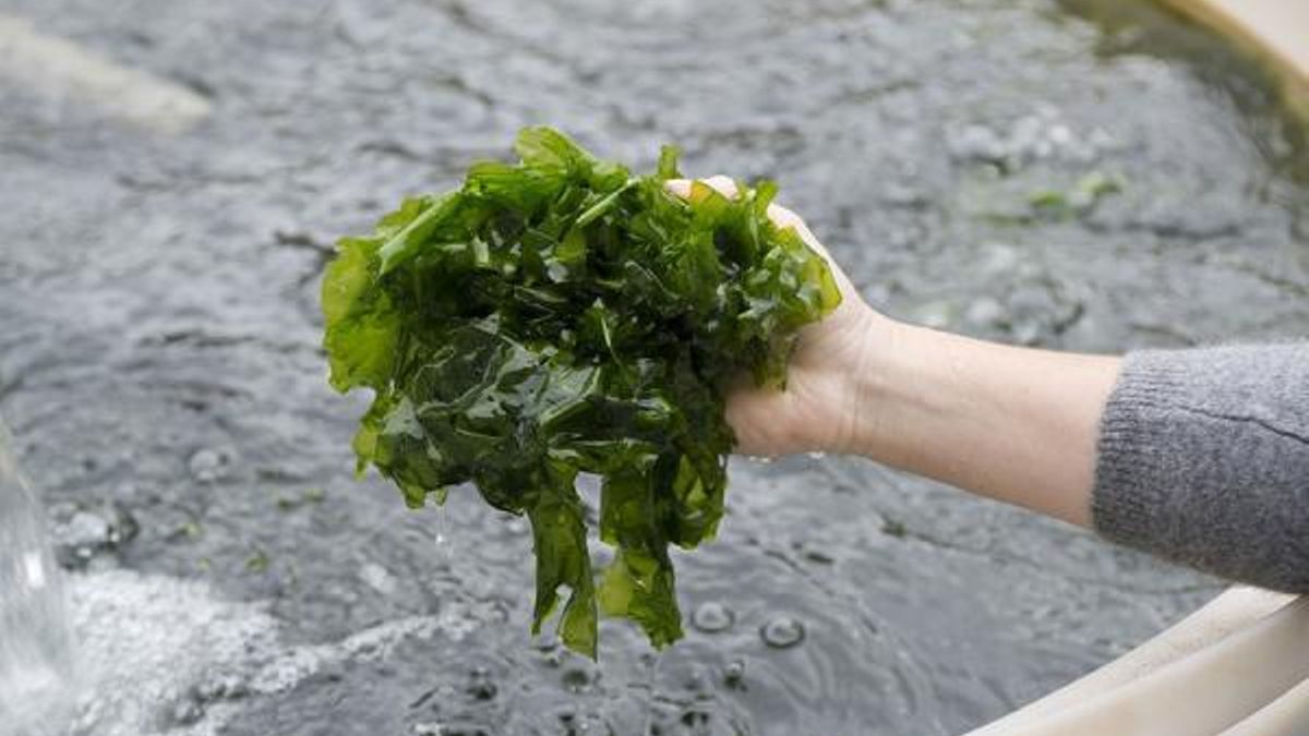 Imagen de archivo de alga ulva rígida