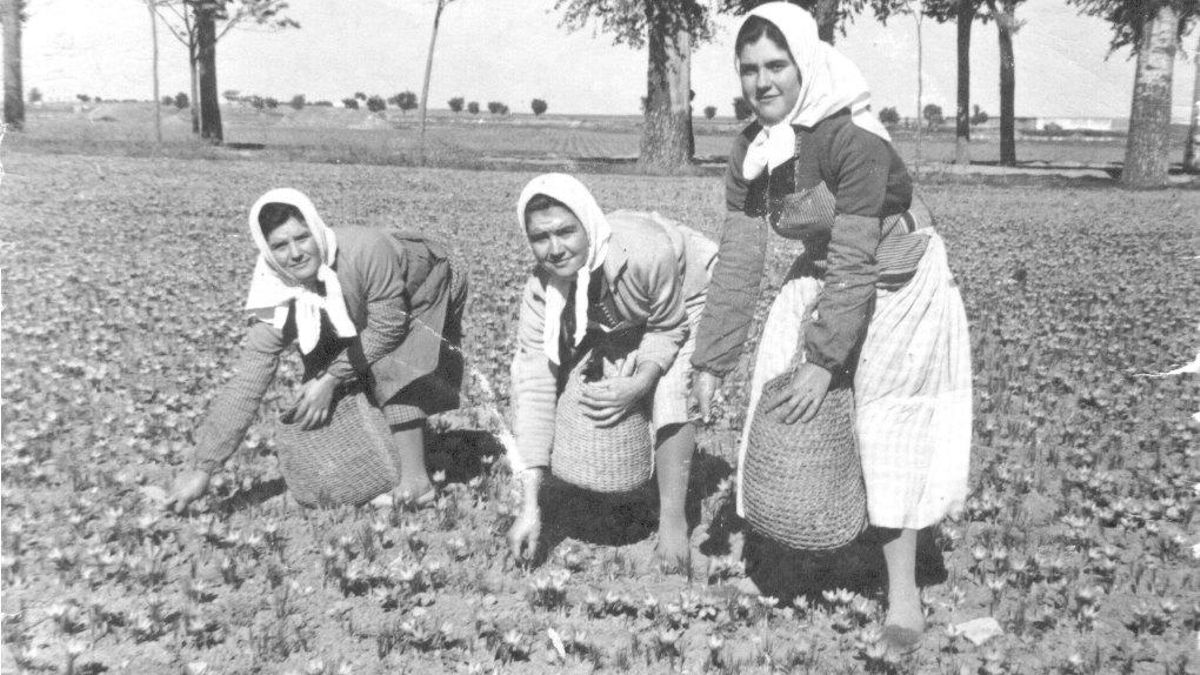 Mujeres recogiendo el azafrán. Años 50. Membrilla (Ciudad Real).