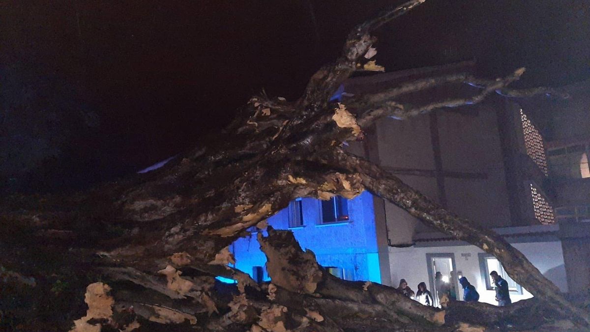 El drago de Los Realejos, caído.