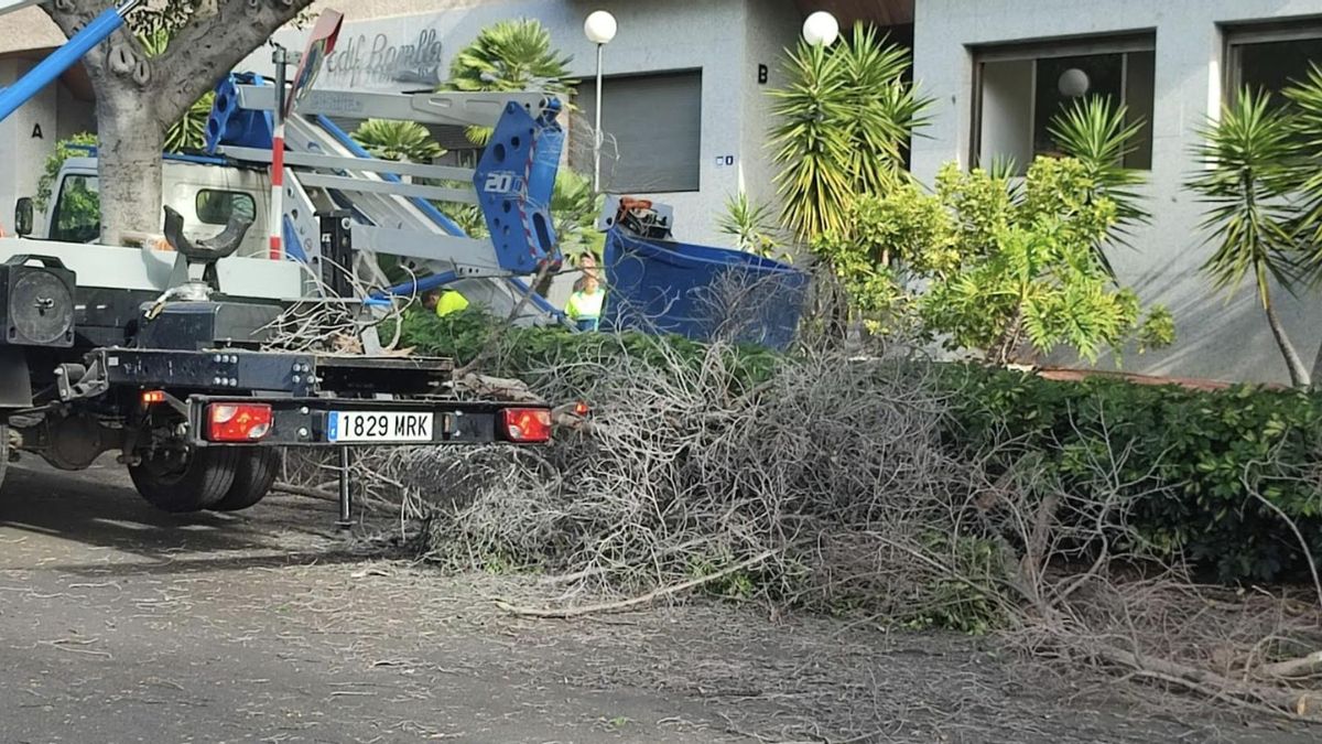 Santa Cruz de Tenerife Council Faces SEPRONA Over Felling of 25 Bird Habitat Laurels Santa Cruz de Tenerife Council Faces SEPRONA Over Felling of 25 Bird Habitat Laurels