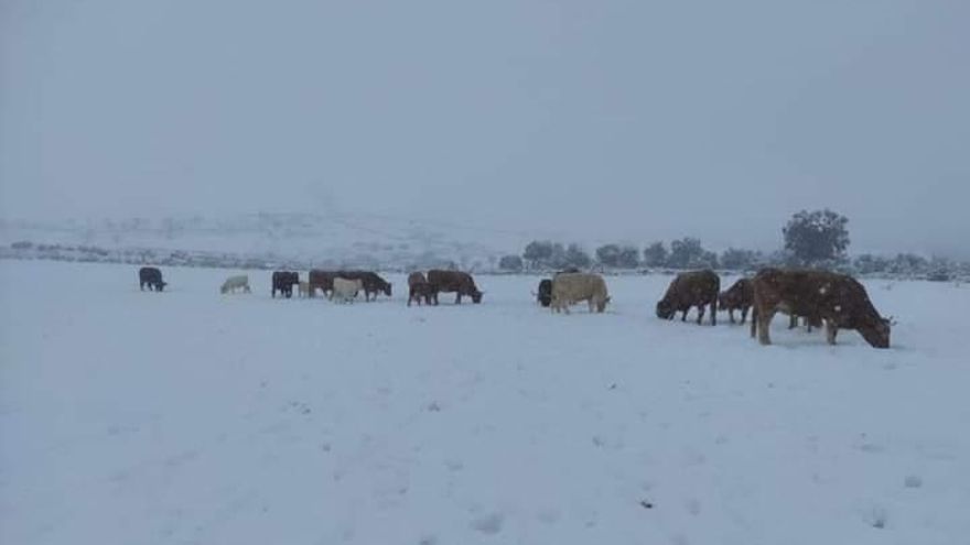 Ganado en la provincia de Toledo