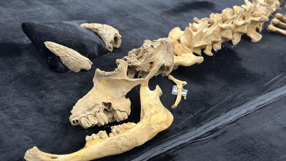 Cabeza del bisonte hallado en Urbasa