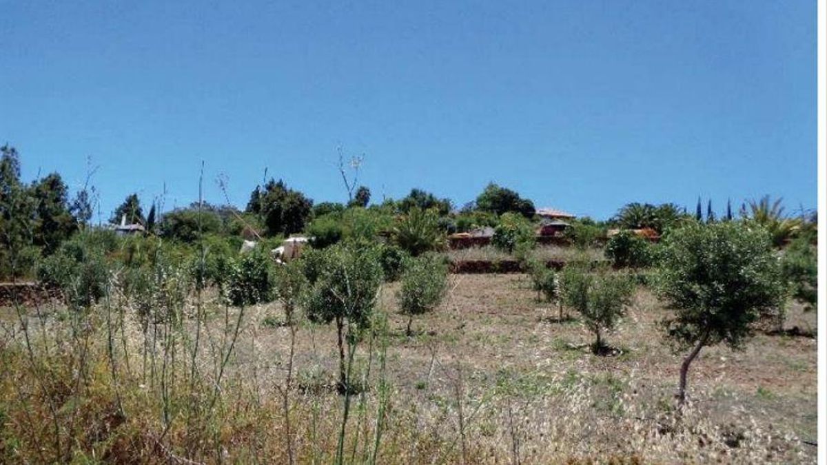 Cultivo de olivo en La Palma.