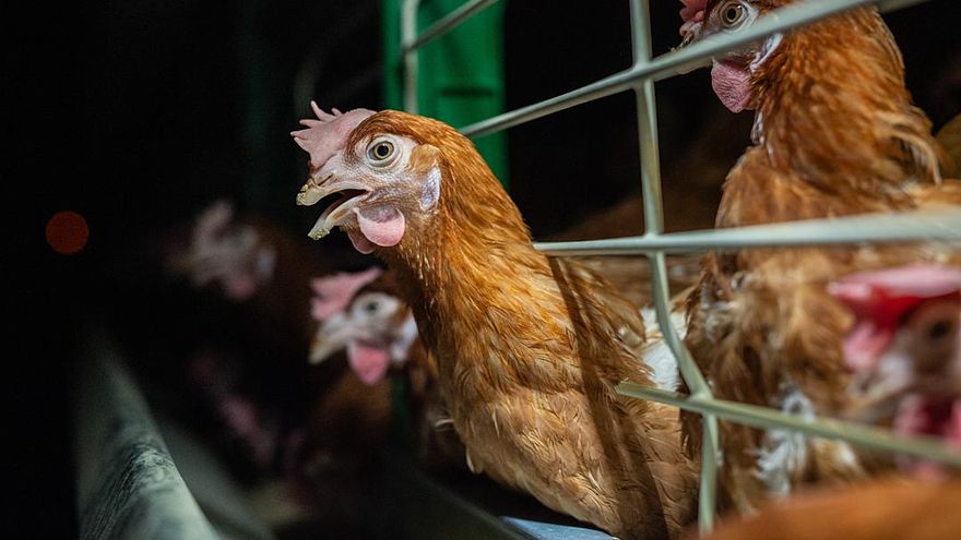 9 de cada 10 gallinas mueren en España sin haber visto el sol