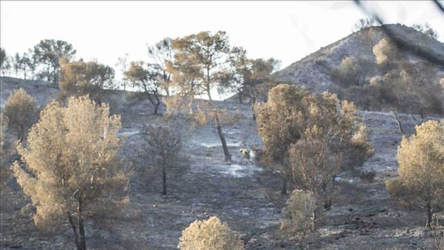 Extinguido el incendio del puerto de montaña murciano del Garruchal