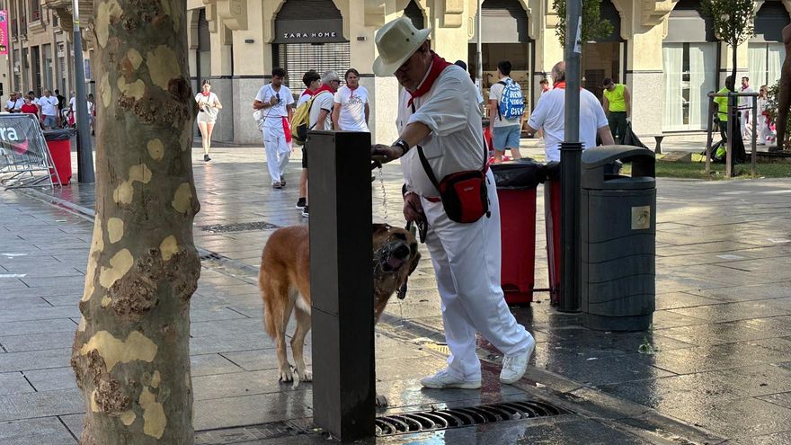 Perro bebiendo agua de una fuente en San Fermín